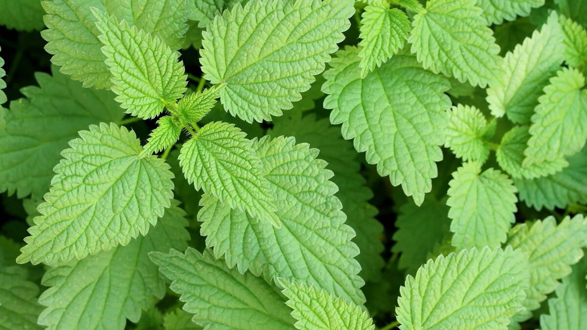 Using Stinging Nettles For Your Hair