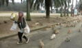 Okunoshima, Japan Is Home To Thousands Of Wild Rabbits, And They're Adorable!