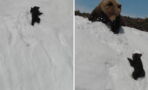 There's a disturbing detail about this cute 'climbing bear cub' video