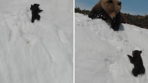 There's a disturbing detail about this cute 'climbing bear cub' video
