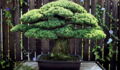 Planted in 1625, This 393-Year-Old Bonsai Survived Hiroshima