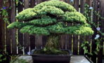 Planted in 1625, This 393-Year-Old Bonsai Survived Hiroshima