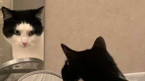 Which way is the cat looking? This optical illusion is driving the internet crazy