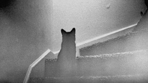 This Cat Vanishes On Video And No One Can Explain It