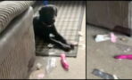 Man stuck in dilemma after cheeky dog rips open neighbour's x-rated toy delivery