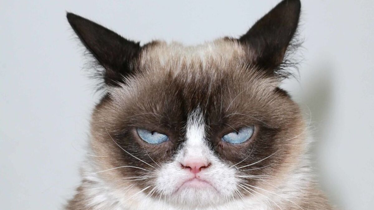 One Of The World's Greatest Memes, Grumpy Cat Has Died