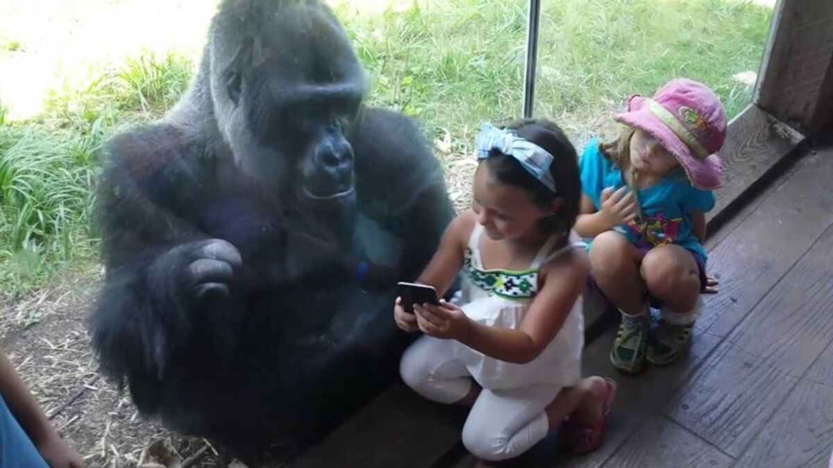 This gorilla has a serious smartphone addiction