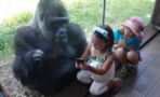 This gorilla has a serious smartphone addiction