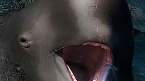 Discover 15 Of The Most Insane Animal Hybrids That Really Do Exist