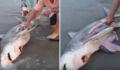 This Family Came Across A Dead Shark On The Beach... But Something Was Moving In Its Stomach