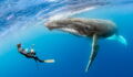 These Divers Had A Rare Encounter With This Humpback Whale