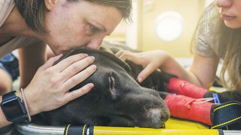 An euthanasia veterinarian reveals what animals feel before being put down