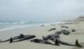 136 Dolphins Found Dead On A Beach In Cape Verde (VIDEO)