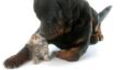 Brave Kitten Stands Up to Dog Rottweiler (VIDEO)