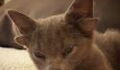 Meet the mutant kitten with four ears who has become an internet sensation