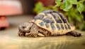 Family discovered lost tortoise alive in the attic after 30 years