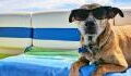 Here’s how to keep your dog safe during a heatwave