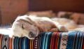 Do you think your dog sleeps a lot? Here’s how much sleep your dog needs
