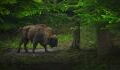 Rare wild bison have returned to the UK after thousands of years