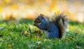 Squirrels on the pill?: Scientists design contraceptives to eradicate grey squirrels