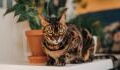 Bengal cat kicked and slapped by its celebrity owner: Guess what the abuser’s punishment was