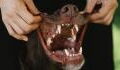 Brushing your dog's teeth: How to make your pet fall in love with this hated task