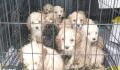 These innocent puppies were caged and left to die in an extreme act of cruelty (GALLERY)