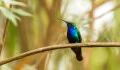 Super rare hummingbird thought to be extinct reemerges after 12 years
