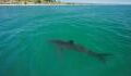 Shark attacks prey a few meters away from swimmers (VIDEOS)