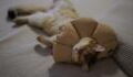 These are the secret messages behind your cat’s 5 sleeping positions