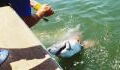 Man's fishing rod snaps in half after he caught a 'feisty' 7-ft shark