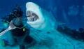Shark attacks a 58-year-old woman while on holiday in the Bahamas