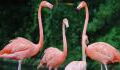 Flamingos discovered hiding in public bathrooms, here's why