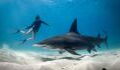 Woman barely survives attack after her partner punched the shark in face