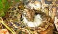 Dead python swallowed this huge animal before dying (VIDEO)