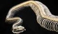 Researchers find mysterious 47-million-year-old snake that holds a big secret