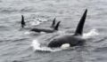 A massive shark is eaten alive by a pod of killer whales (VIDEO)
