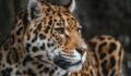 Man goes blind because he got bacteria from jaguar's poop
