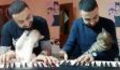 This Pianist Saves Cats Lives And Soothes Them With Music