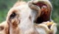 This American Woman Bit A Camel's Testicles In Self Defense