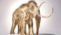 Perfectly preserved 30,000 year old baby mammoth found in Canada