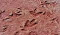 Huge footprints have been discovered due to ongoing droughts (PHOTO)