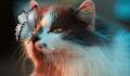 Here's how to clean your cat's ears properly