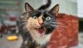 Why is your cat constantly meowing and should you be worried?