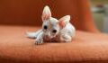 These are the top 4 hairless cat breeds