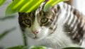 These houseplants that you likely have in your home are toxic to cats