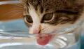Is your cat drinking enough? Here is how to increase their water intake