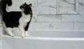 Does your cat like watching you shower or in the bath? Here's why