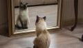 Does your cat recognise itself in the mirror?