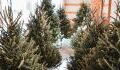 Christmas: The right time to buy your tree revealed by experts